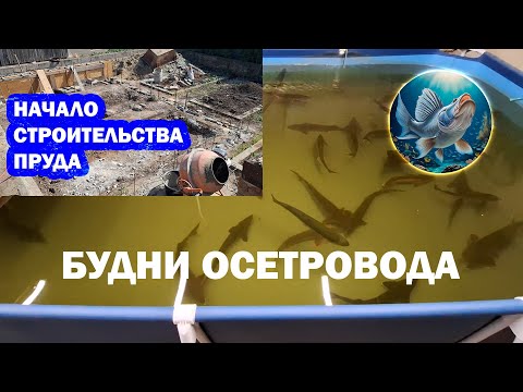 Видео: Будни осетровода. Начало строительства пруда. УЗВ без вложений. Осетр и форель.