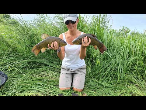 Видео: Затон р. Припять! Ловля линя на фидер! Щука, судак, сом на поппер!