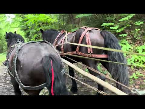 Видео: ⚜️Факір і Бруно⚜️0️⃣9️⃣6️⃣9️⃣6️⃣0️⃣3️⃣8️⃣2️⃣2️⃣