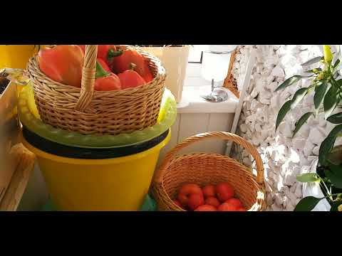 Видео: Мой  🌿🌱🌺Мини огород 🌶🍅🌺на балконе сегодня 7 го сентября как выглядит.🌿🍅🌺🌱🌶