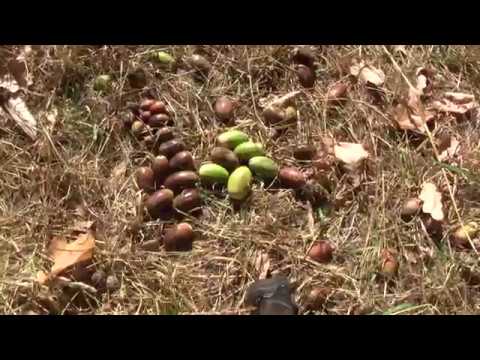 Видео: Как определять хорошие желуди. Часть 1.