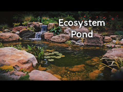 Видео: От травы до пруда мечты за 4 дня!