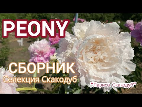 Видео: Пионы Скакодуба / Сад Ворошиловой