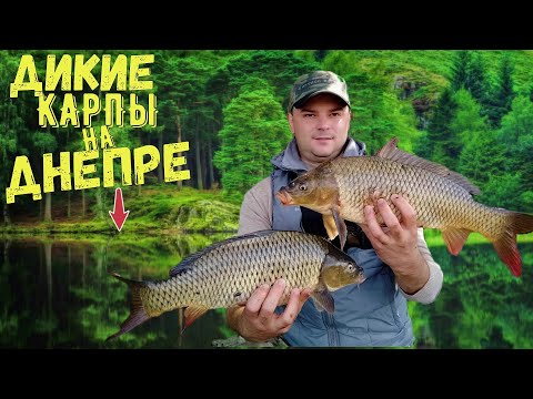 Видео: Ловля карпа на Днепре. Нашёл стаю дикого карпа!