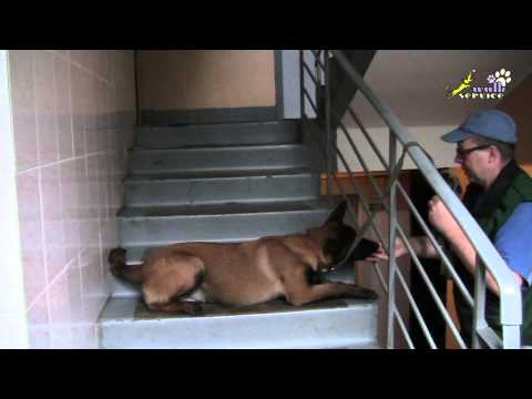 Видео: Как дрессировать собак,  команды сидеть, лежать, стоять