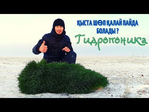 Видео: Шөпті қалай өсіреміз? І 7күнде шөп өсті. І Гидропониканың құпиялары.