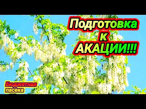 Видео: Как подготовить пчёл к акации? Чтоб не зароились на кануне акации.