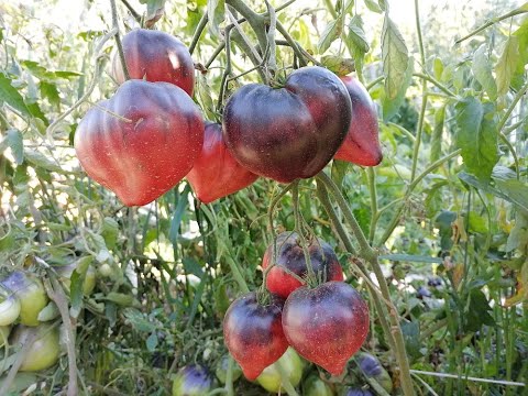 Видео: 125 сортов томатов в открытом грунте