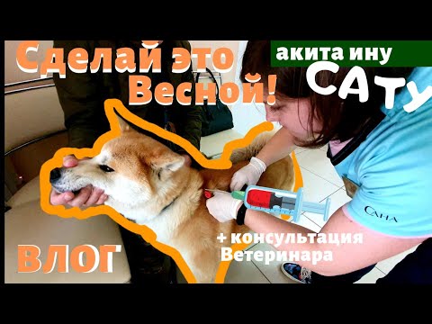 Видео: ВЛОГ | МОДНЫЙ ПЕС И БОРЗЫЙ КОТ | ПРИВИВКИ МНЕНИЕ ВЕТЕРИНАРА
