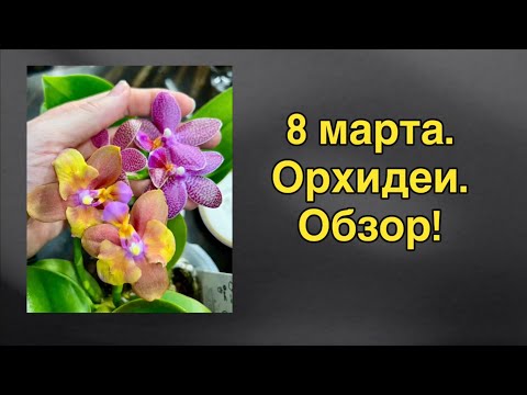 Видео: Праздничная поставка в @ZeboOrhids! ♥️🌸🔥