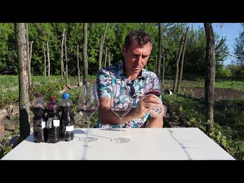 Видео: Вино из моих саженцев от подписчика !!!