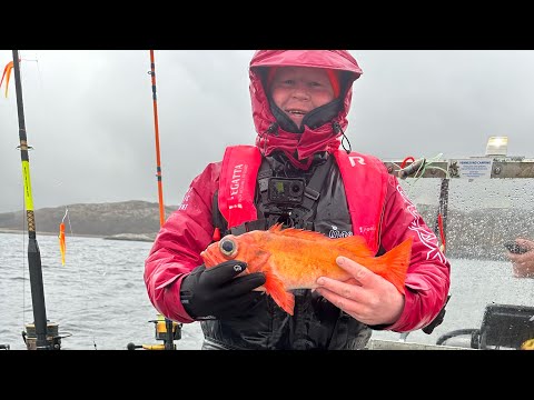 Видео: Рыбалка в Норвегии. Мой первый Красный окунь. Март 2025. Abelwaer Norwey