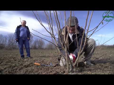 Видео: Резитба при храстовидни лешници (Corylus avellana) - втора част