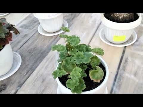 Видео: #423.Воскресного обзора не будет! О поливе пеларгоний в летнее время.