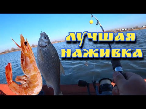 Видео: ЛУЧШАЯ НАЖИВКА ДЛЯ  РЫБАЛКИ! ЭТО КРЕВЕТКА!
