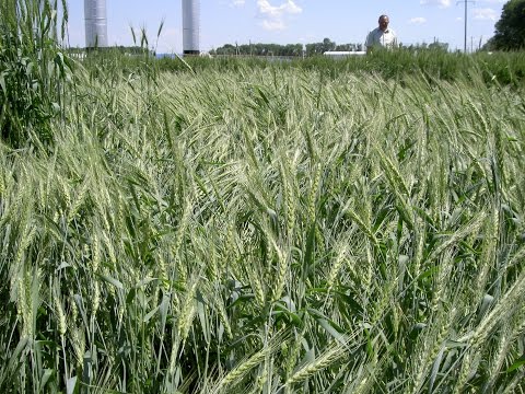 Видео: Особенности использования влаги яровой пшеницы в агроэкосистемах