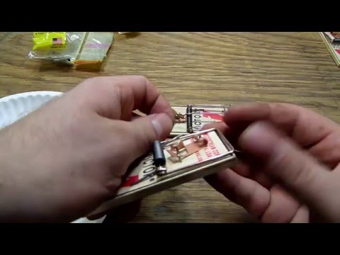 Видео: Лучшая приманка для мышей