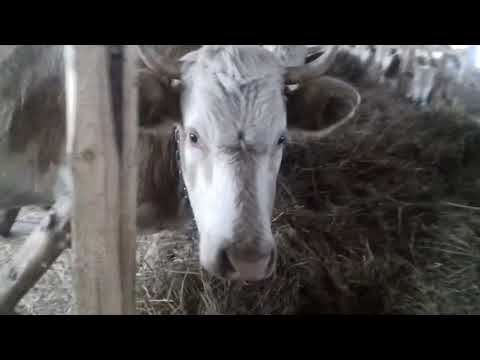 Видео: Проверка снежного покрова на цветниках, проверка хозяйства.......
