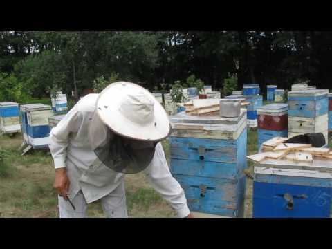 Видео: Изоляция маток, нюансы поиска. 24.07.2017 г.