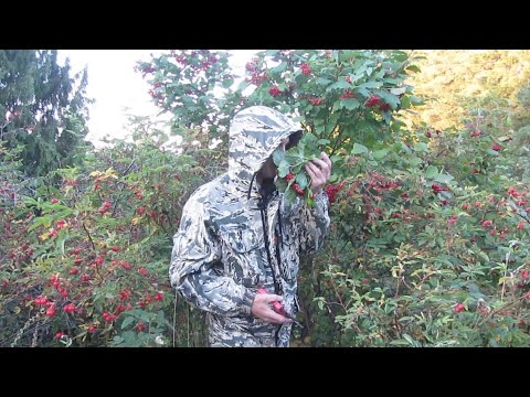 Видео: Старт осеннего сбора дикоросов / ИВАН- ЧАЙ 🌿 / КРАСНО - БЕЛЫЕ ГРИБОЧКИ 🍄 / КАЛИНА 🍒 / ШИПОВНИК