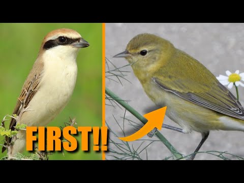 Видео: Самые редкие птицы Нидерландов | Сентябрь 2025 г.