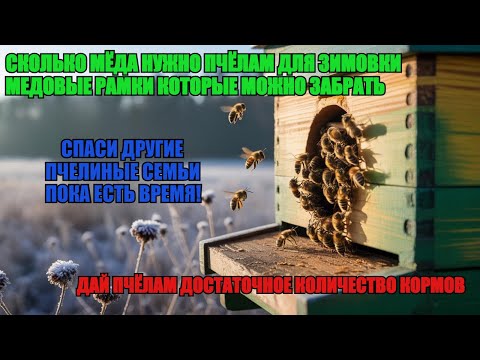 Видео: Как ОПРЕДЕЛИТЬ НУЖНОЕ КОЛИЧЕСТВО МЁДА ДЛЯ СЕМЬИ лишние МЕДОВЫЕ РАМКИ КОТОРЫЕ МОГУТ СПАСТИ ПЧЁЛ ✅🍯🐝