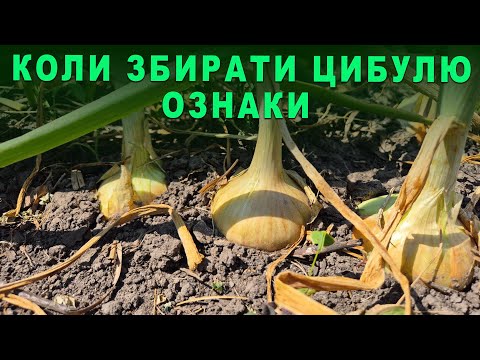 Видео: Час, коли і як правильно збирати озиму ЦИБУЛЮ. Ознаки, які допоможуть вчасно зібрати урожай цибулі