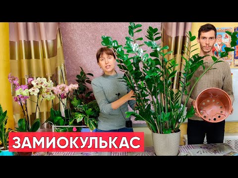 Видео: Пересадка большого замиокулькаса. Какой горшок и грунт выбрать для пересадки