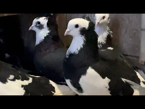 Видео: ЛЕНИНАКАНСКИЕ ГОЛУБИ СЭВ ПИТОМНИК МАРКА