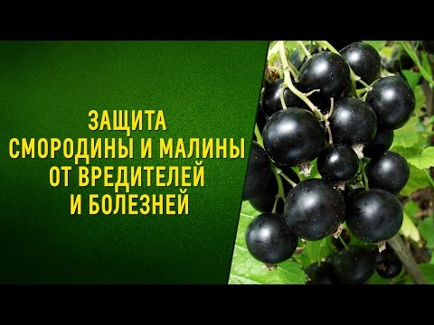 Видео: Защита смородины и малины от вредителей и болезней