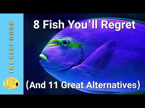 Видео: 8 лучших рыб, о которых вы пожалеете (и 11 отличных альтернатив)