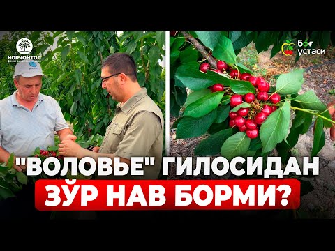 Видео: "ВОЛОВЬЕ" ГИЛОС БОҒИНГИЗГА ЯНГИ НАВ ТАНЛАЙМИЗ! | ШУҲРАТ АБРОРОВ #shuhratabrorov #giloskochat #gilos