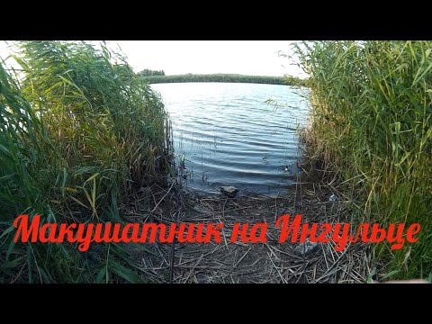 Видео: Ингулец. Рыбалка на макушатники. Ловля карася на макуху в августе. Рыбалка в Садово.