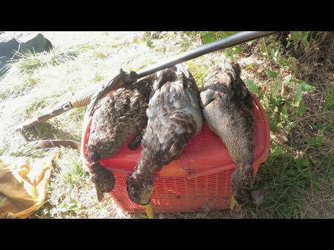 Видео: Охота на утку. Нашёл где она сидит и за 20 минут добыл крякух..