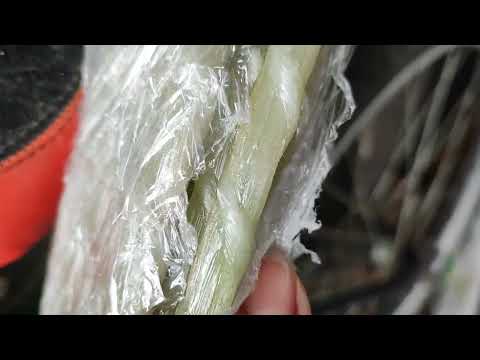 Видео: Обработка роз произведена! ПроДачу!