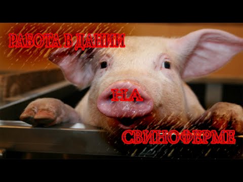 Видео: 🐷Практика в Дании ➛работа на ферме ➛Продажа свиней