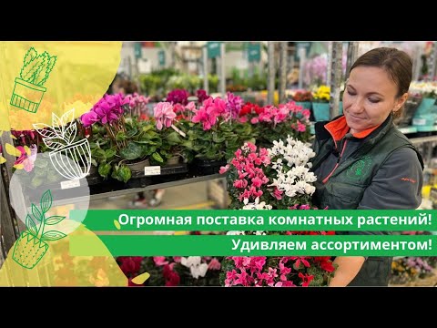 Видео: Огромная поставка комнатных растений! Удивляем ассортиментом!
