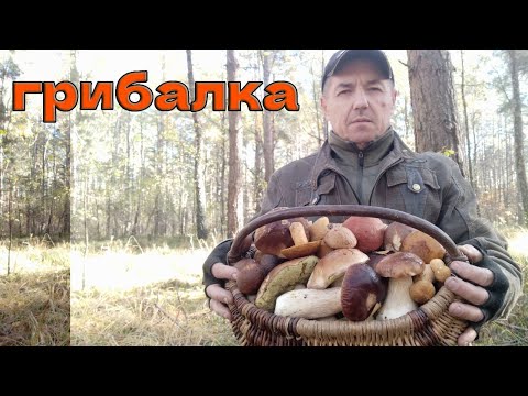 Видео: СУПЕР ГРИБАЛКА НА РІВНЕНЩИНІ!!! --ГРИБИ ГІГАНТИ!!! 19ЖОВТНЯ 2024Р.ОСІННІ  ДАРИ ЛІСУ....