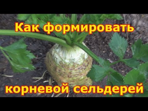 Видео: Корневой сельдерей - выращивание и уход, секреты хорошего урожая. Как сформировать большую головку