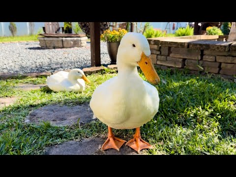 Видео: Пекинские и мускусные утки живут вместе на моём заднем дворе | Очаровательная утиная семья