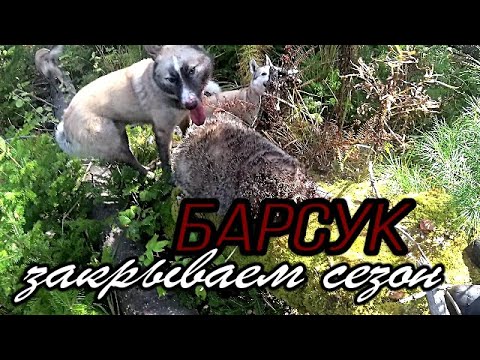 Видео: Барсук. Закрываем сезон