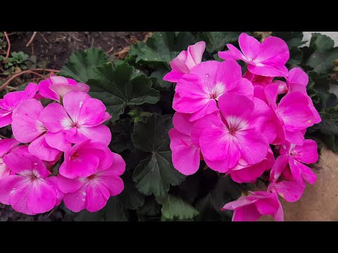 Видео: Муж молодец, \\ подготовка к зимовке \\убираю цветы, сажаем малину\\