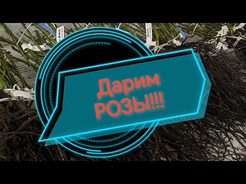 Видео: Дарим розы!!!
