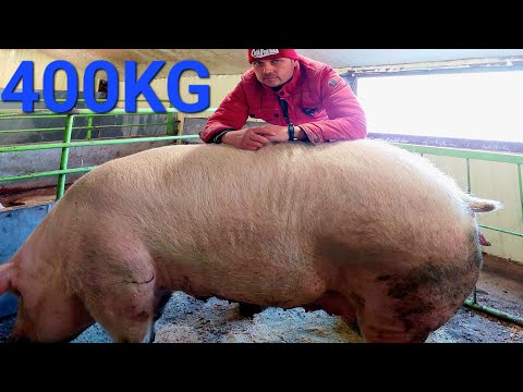 Видео: Вони по 300-400 KG,оце свиноматки і я понімаю 🙄