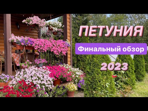 Видео: ПЕТУНИИ 2023. Финальный обзор. Лучшие сорта #милыйдом