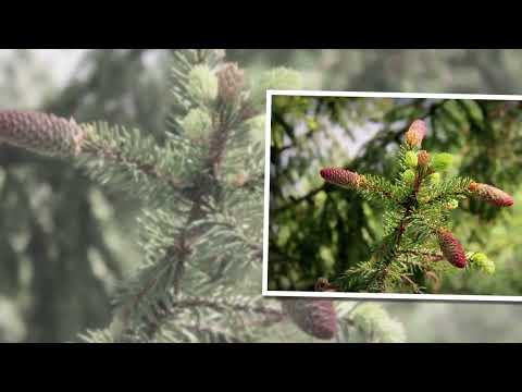 Видео: Нежность