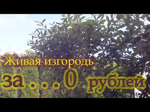 Видео: ВСЯ ПРАВДА !!! ИВА. Спустя полгода... Продолжение