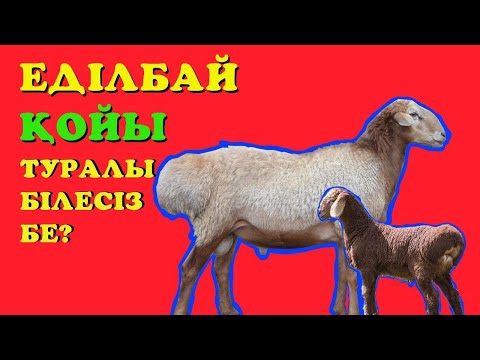 Видео: ЕДІЛБАЙ ҚОЙЫНЫҢ ТАРИХЫ| ЕҢ МЫҚТЫ ҚОЙ ТҰҚЫМЫ | ЭДИЛЬБАЙСКИЙ ПОРОДА ОВЕЦ #еділбай #овцеводство