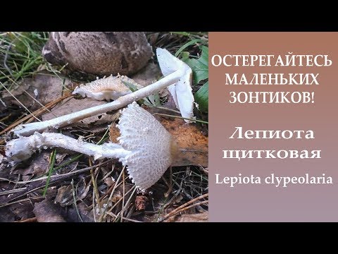Видео: Остерегайтесь маленьких зонтиков!  Лепиота  щитковая - Lepiota clypeolaria.
