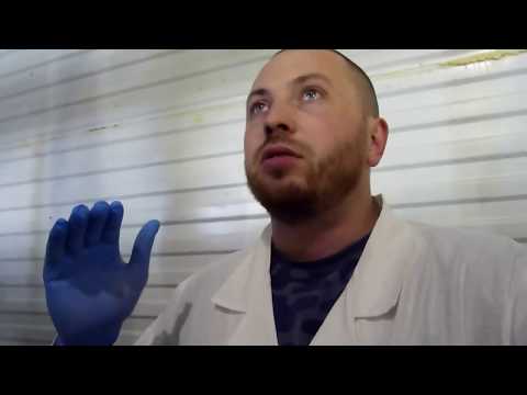 Видео: Влияния движение воздуха в камере выращивания шампиньонов.Снижения урожая и качества.